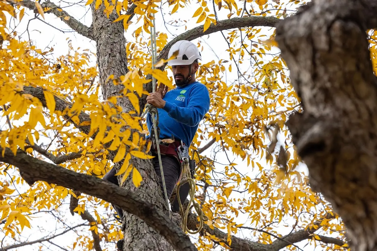 Skilled Tree Transplanting crew working in Whitefield